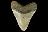 Fossil Megalodon Tooth - North Carolina #124341-2